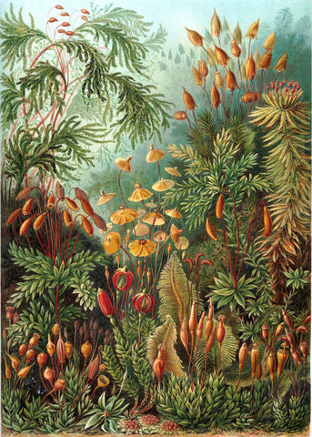 Sea Anemones by Ernst Haeckel