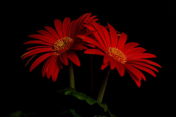 Red Daisy Flower - Art Prints