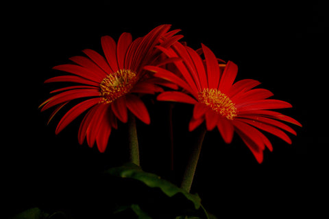 Red Daisy Flower - Art Prints
