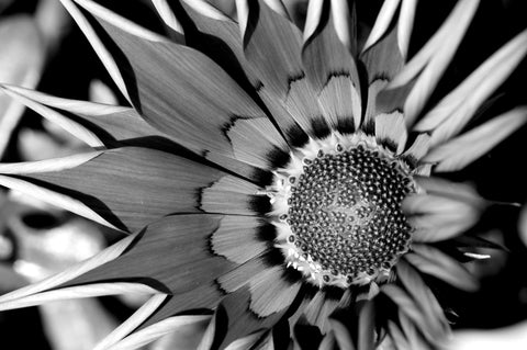 Monochromatic flower - Canvas Prints by Sina Irani