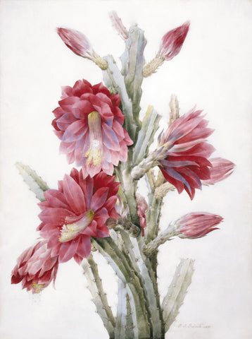 Flowering Cactus - Canvas Prints