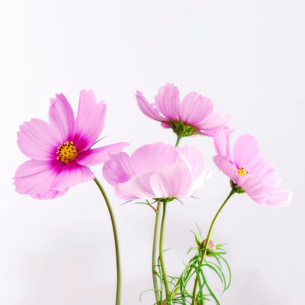 Cosmea Flower - Posters