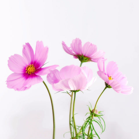 Cosmea Flower - Framed Prints
