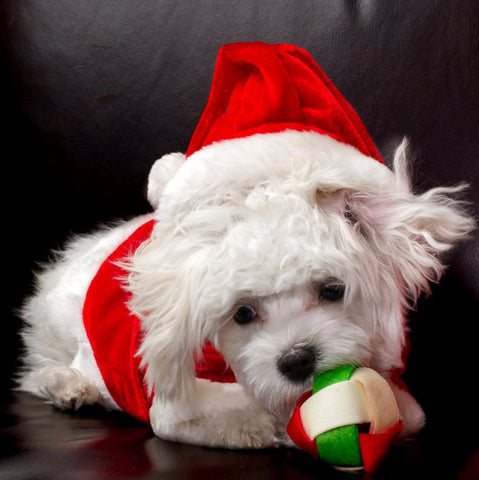 Dog in Santa Hat - Posters