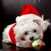 Dog in Santa Hat - Art Prints