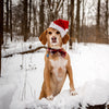 Dog in Snow in Santa Hat - Framed Prints