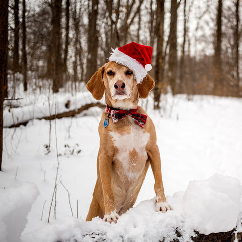 Dog in Snow in Santa Hat by Sina Irani