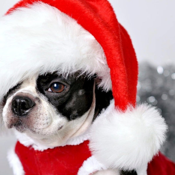 Pug in Santa Hat - Art Prints