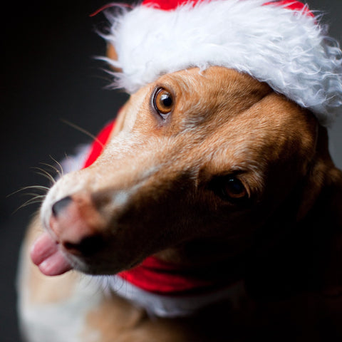 Dog in Santa Hat - Canvas Prints