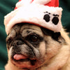 Pug in Santa Hat - Framed Prints