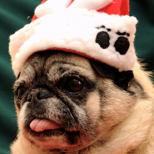 Pug in Santa Hat - Art Prints