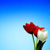 Red and White Tulips - Canvas Prints