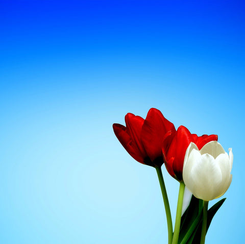 Red and White Tulips by Sina Irani