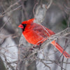 Northern Cardinal (Bird of Christmas) - Canvas Prints