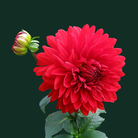 Red Dahlia - Framed Prints