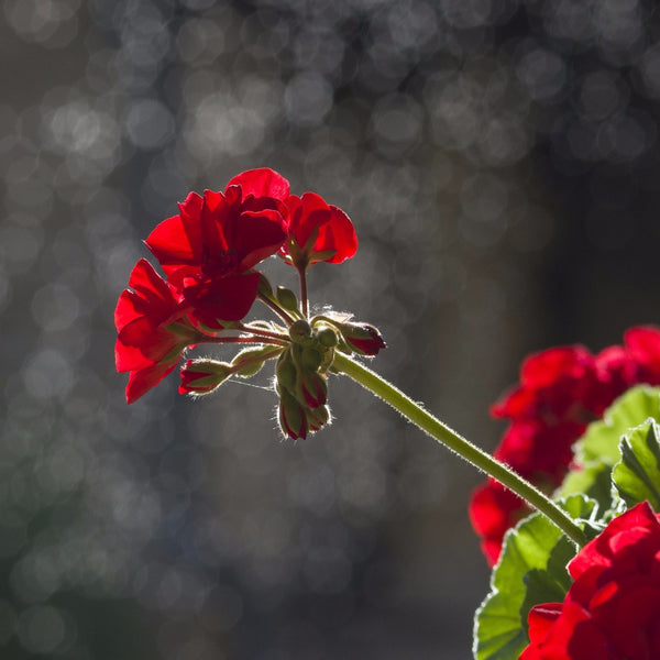 Red Flower - Art Prints