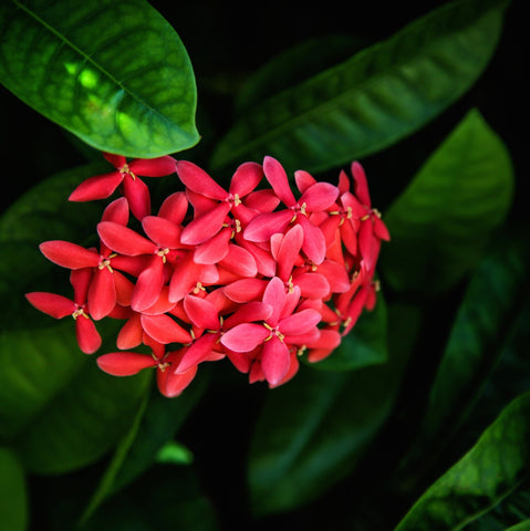 Red Flowers & Green Leaves - Canvas Prints
