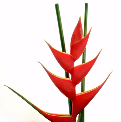 Red Leaf - Framed Prints