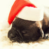 Sleeping Dog in Santa Hat - Posters