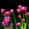 Tulips in Spring - Canvas Prints