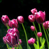 Tulips in Spring - Art Prints