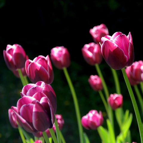 Tulips in Spring - Posters by Sina Irani