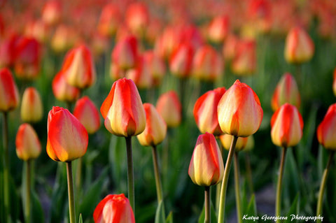 Tulips - Framed Prints by Katya Georgieva Photography