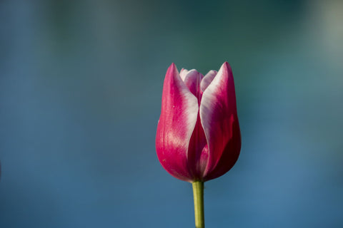 Tulip On Blue - Canvas Prints