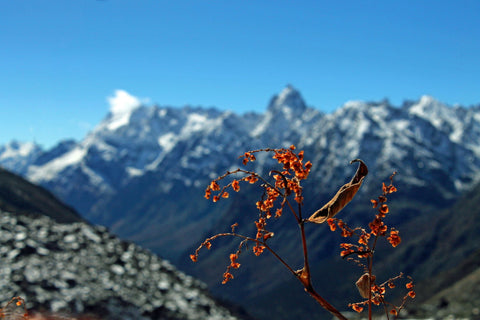 Orange Plant Against The Mighty Himalayas - Canvas Prints