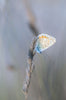 In The Last Rays - Framed Prints