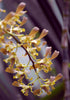 Dendrobium - Canvas Prints