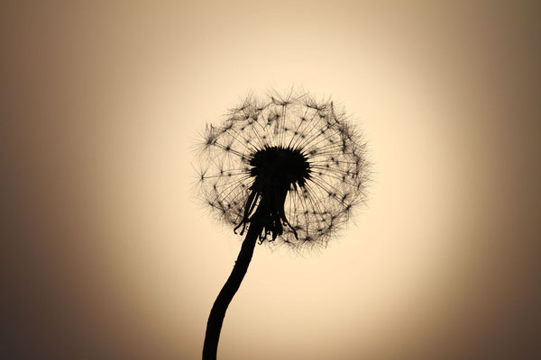 Sunset Through A Dandelion - Canvas Prints