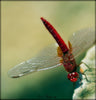 Dragon Fly - Life Size Posters