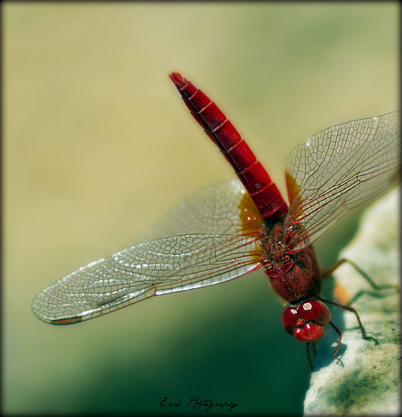 Dragon Fly - Canvas Prints