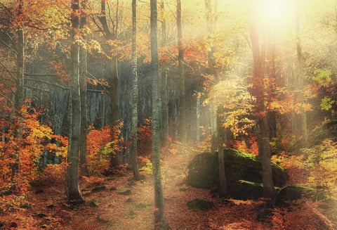 Scent Of Autumn by Paolo Lazzarotti Photo