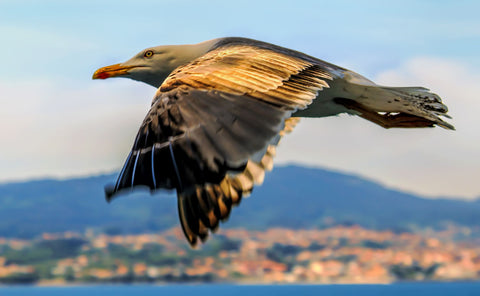 A Seagull - Framed Prints