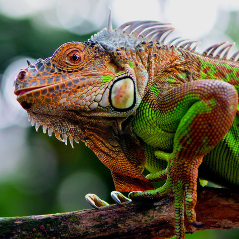 Green Iguana by Tallenge