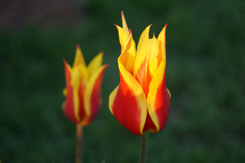 Two Tulips - Posters by Lizardofthewisard