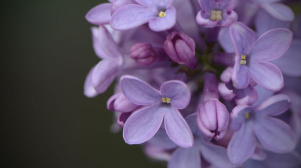 Lilac - Art Prints