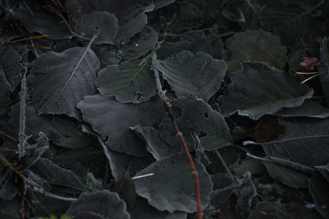 Leaves by Tomas Salinka