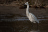 White Heron - Large Art Prints