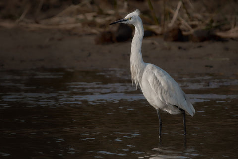 White Heron - Life Size Posters by Miwwim