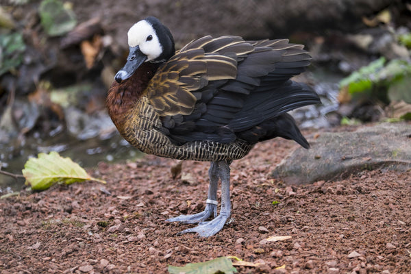 White Faced Whistling Duck - Canvas Prints