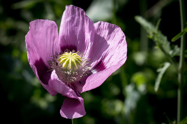 Poppy Flower - Posters