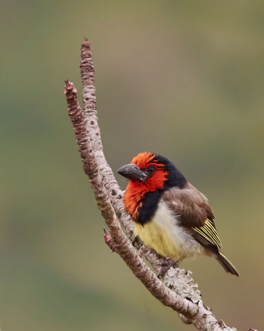 Black-Collared Barbet - Life Size Posters by Miwwim