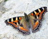 Tortoiseshell Butterfly - Posters