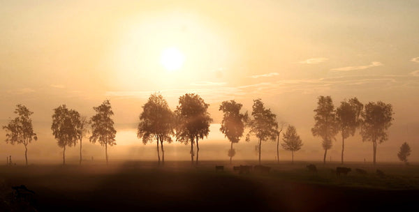 Autumn Morning - Life Size Posters