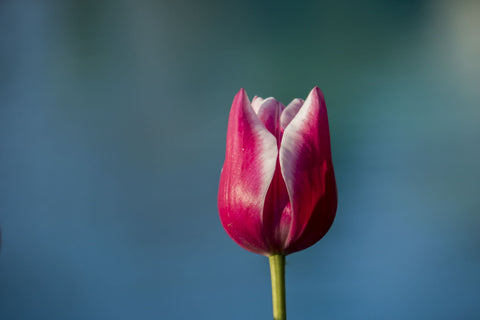 Tulip On Blue - Life Size Posters by Lizardofthewisard