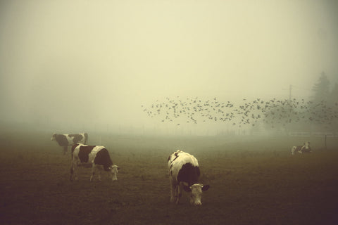 Cows And Birds - Large Art Prints