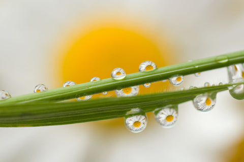 Wishes In Dewdrops - Large Art Prints by Barbora Polivkova